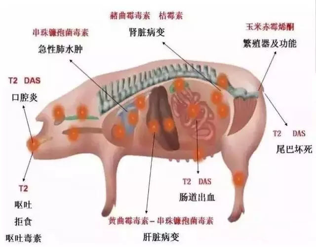 霉菌毒素