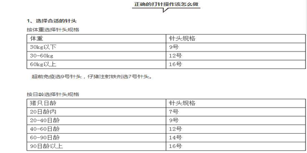 给猪打针鼓包怎么办?你肯定没做好这些 ,爱畜