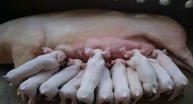 母猪专用发酵饲料