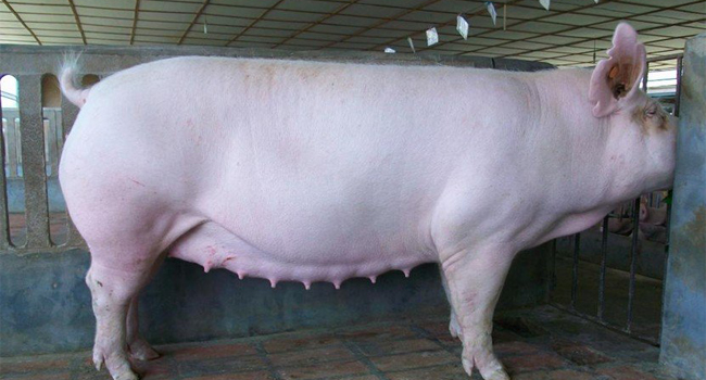 母猪专用发酵饲料