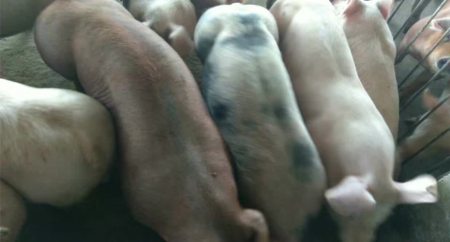 发酵饲料节约养猪成本