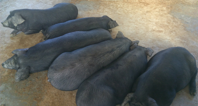 饲料发酵技术养猪赚大钱