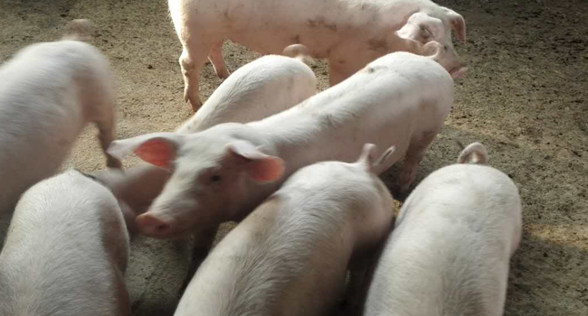 发酵饲料喂猪降低养殖成本